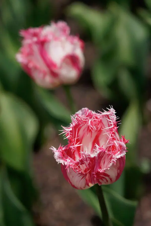 Tulip Top Gardens (45)